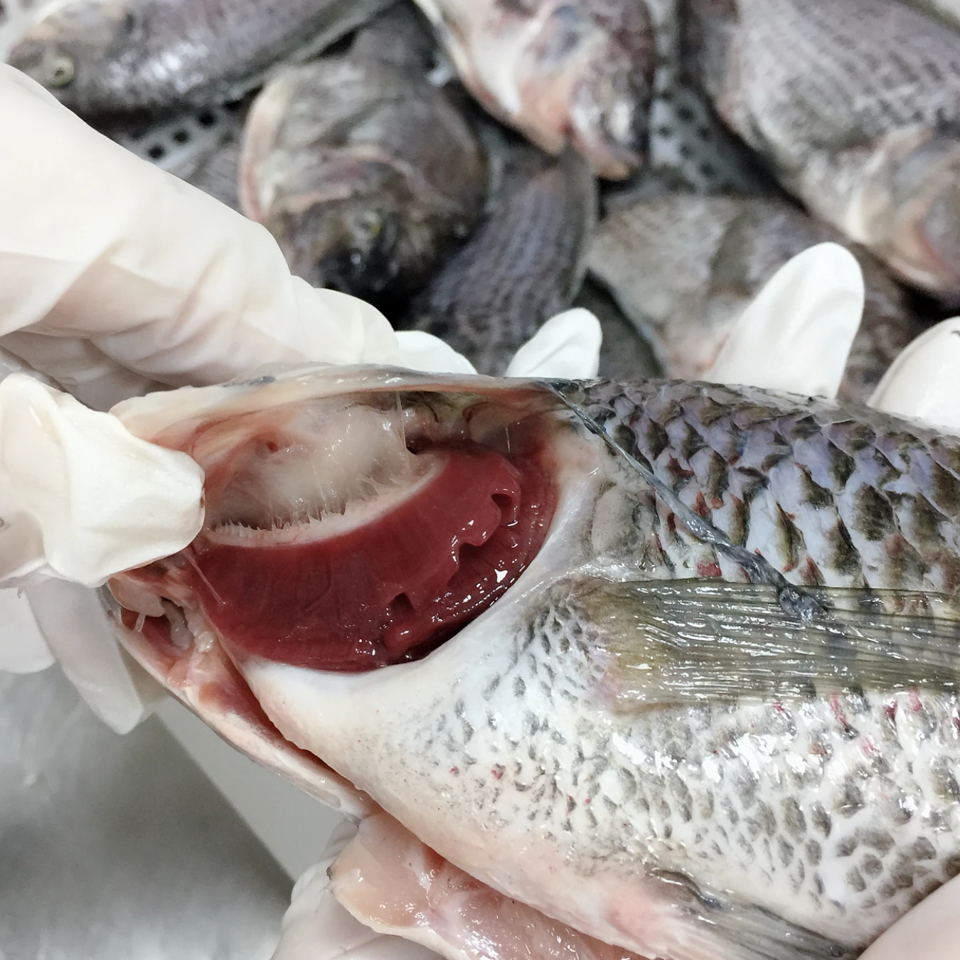 
Frozen Tilapia in fish IQF Oreochromis Niloticus GS gutted scaled for market 