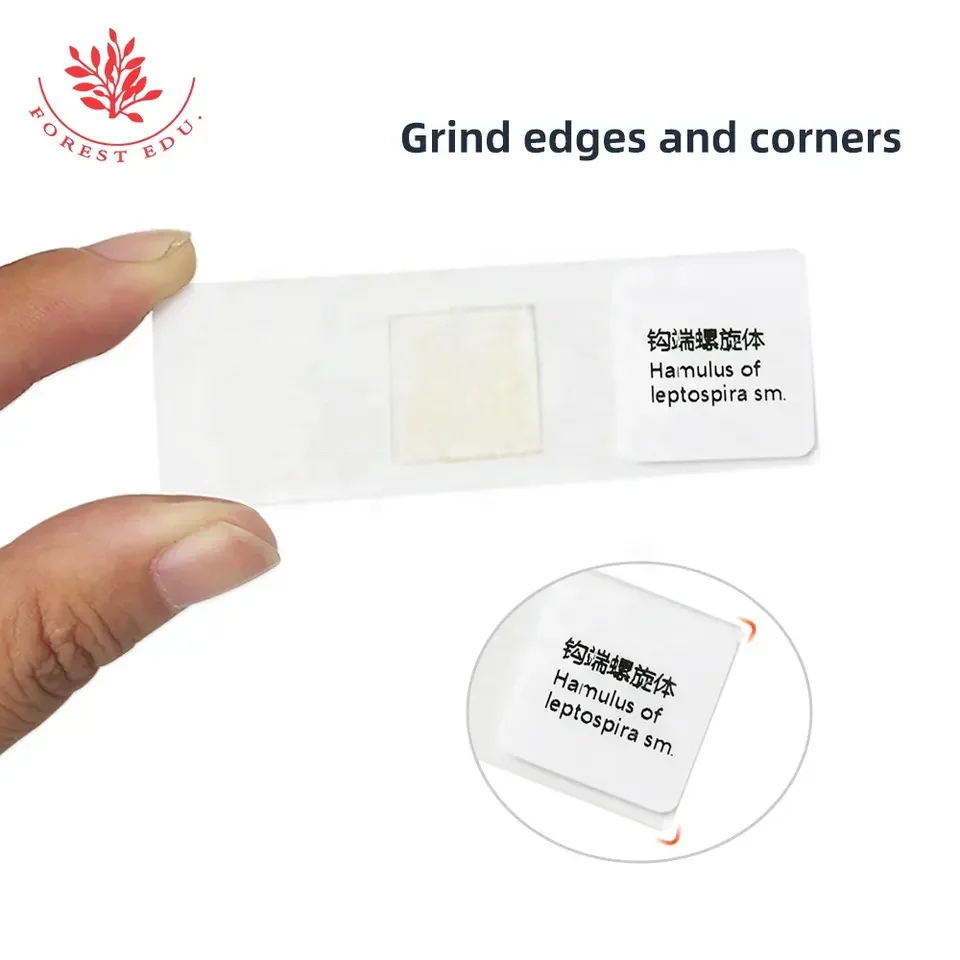 Leptospira Slide Bacterial Microbiological Specimen For Teaching Research In Standard Medical College Spirochetes