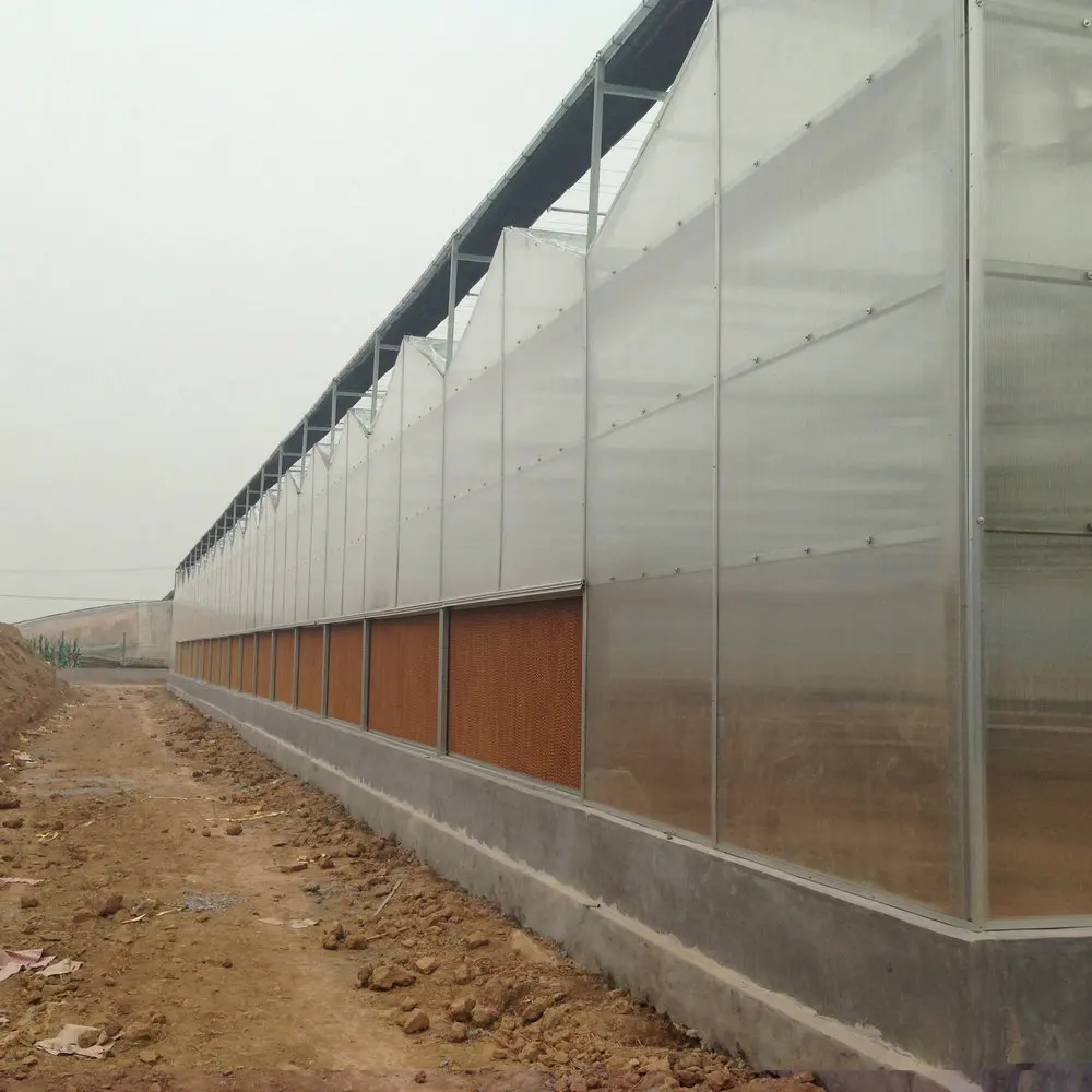 commercial uv coating polycarbonate sheet greenhouse growing roses for sale