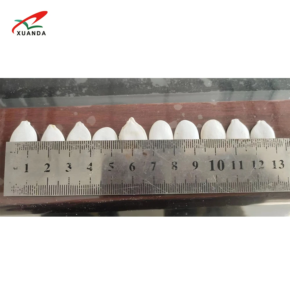 newest crop seeds and Nuts Hot Sale Dried Snack Top Grade 100% Natural Snow White Pumpkin Seeds