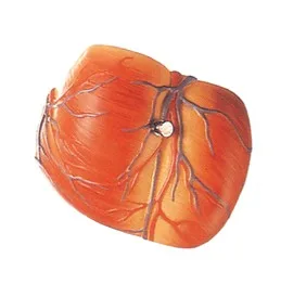 Anatomical Heart model, Adult Large Heart Model