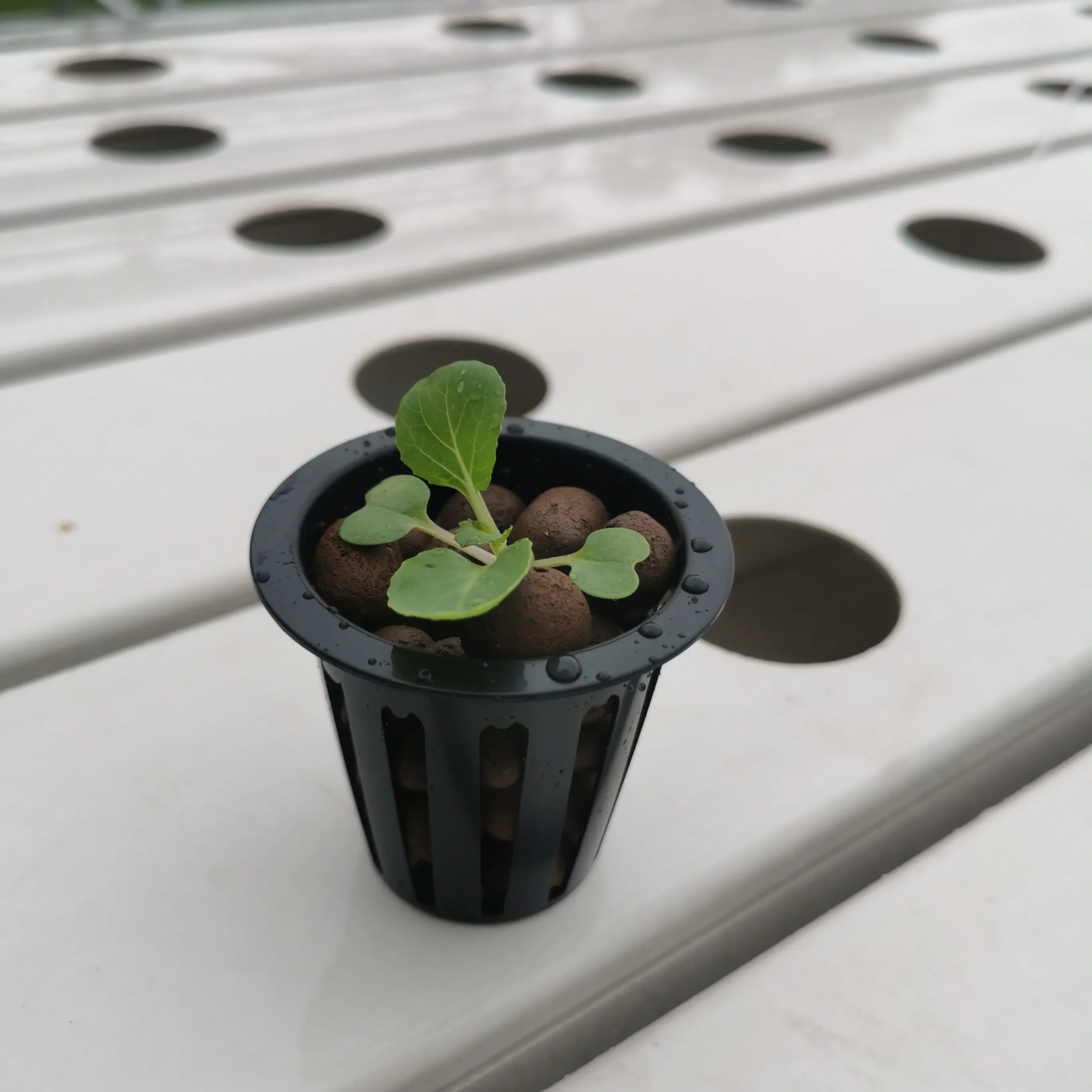 Soilless Culture In Hydroponic Colonization Basket Garden Greenhouse Hydroponics Plastic Mesh