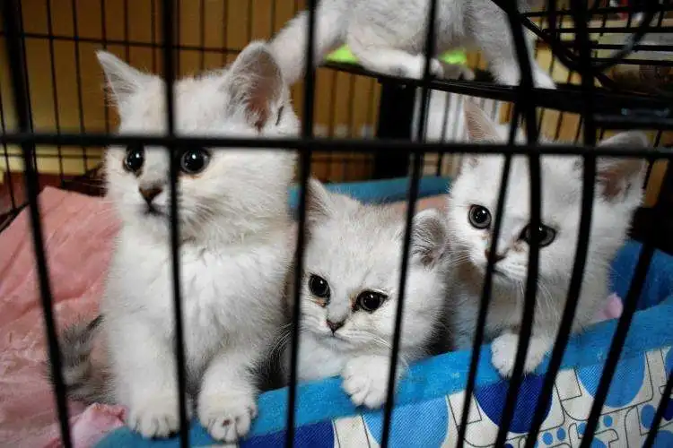 Cat Litter Sand OEM Wholesale Easy Clean  Used 3.8 L 4L 1.6KG Crystal Cat Litter Bulk Silica Gel Cat Litter