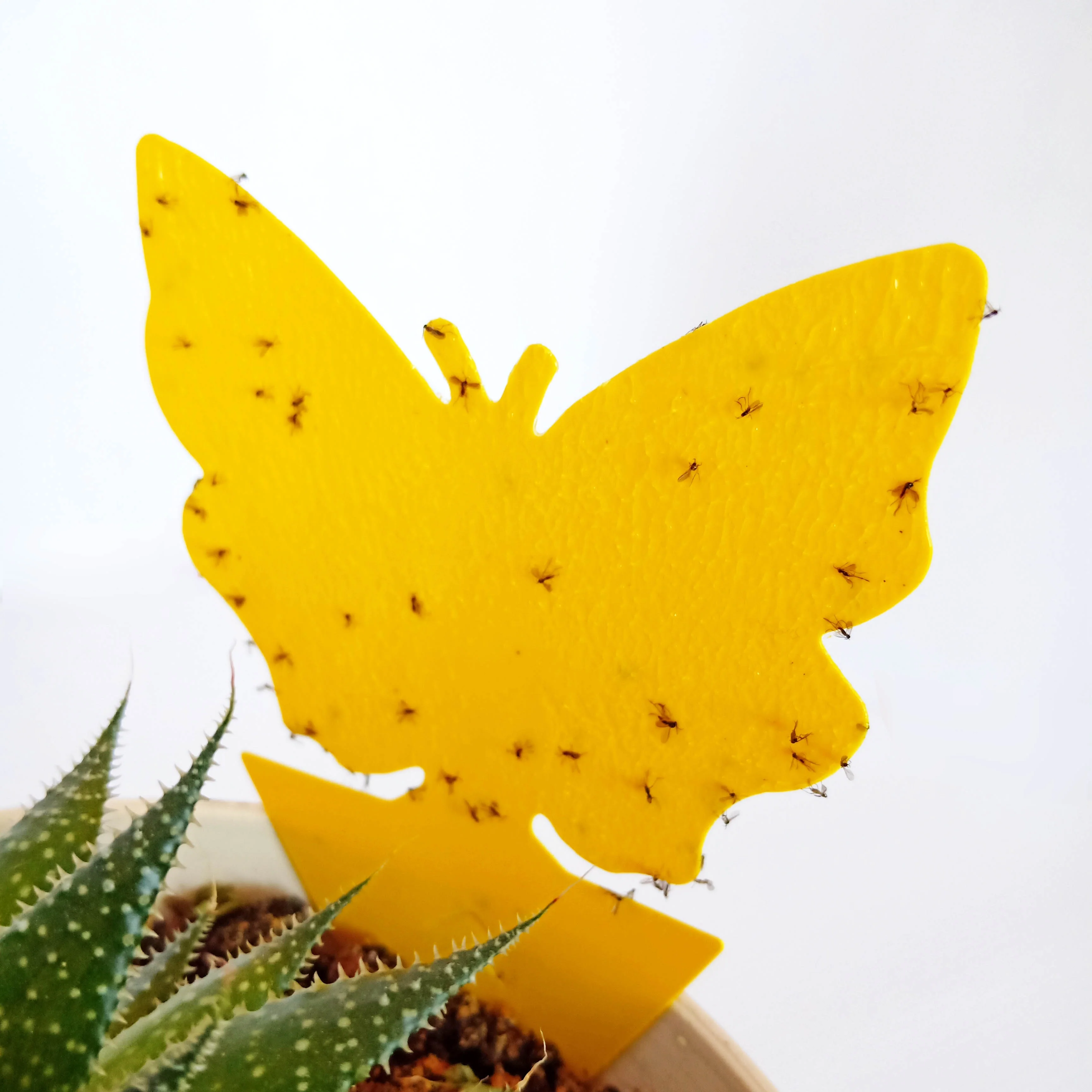Garden Insect Catcher StickyButterfly Glue Trap