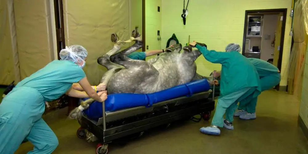 
VSA-7B02 Vacuum Splint Veterinary Equipment Horse Veterinary Surgery Mattress 