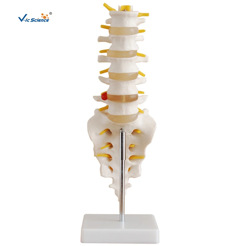 High Quality Lumbar Vertebra Skeleton  Model with Sacrum