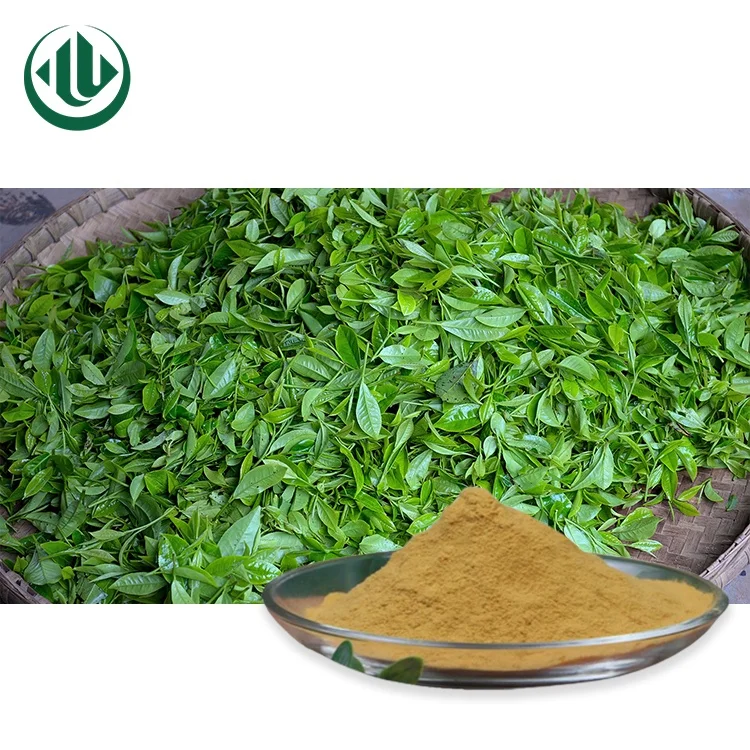 Ready To Ship Green Tea Extract Bulk Stock 35% Polyphenols Tea Polyphenol L Theanine Instant Green Tea Powder