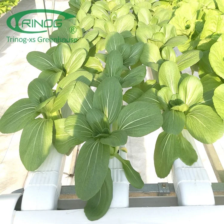 Trinog Greenhouse indoor smart farming automatic nft channel hydroponics equipment with fertilizer