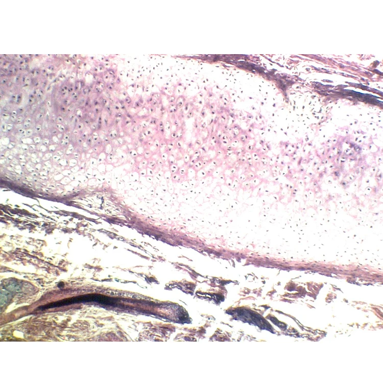 School and Medical Hot Sale Human Chromosome microscope prepared slides