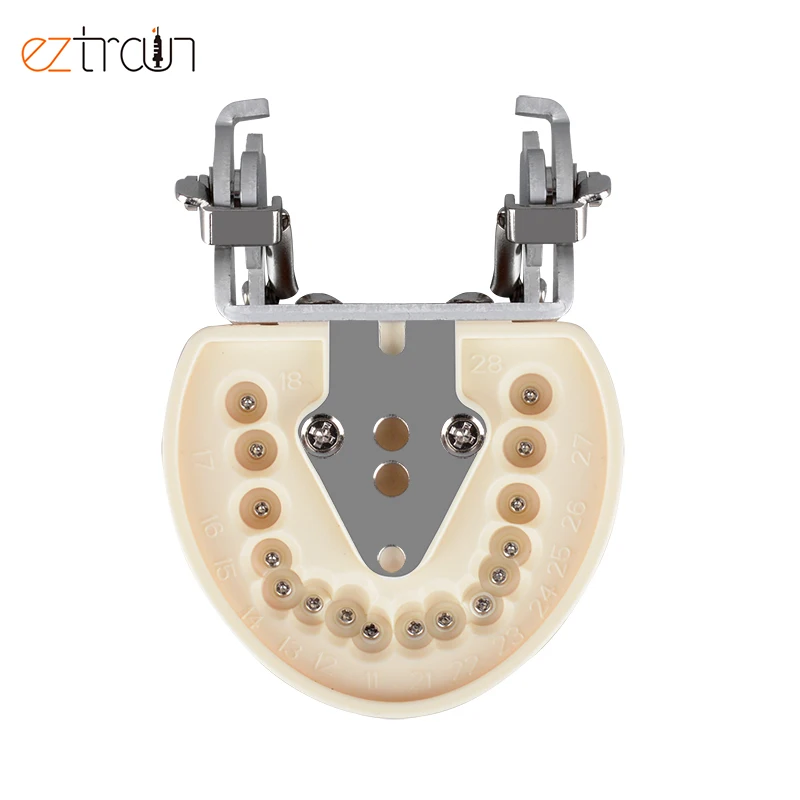 Oral Students Preparation Dental Model 32 Teeth Preparation Dental Model