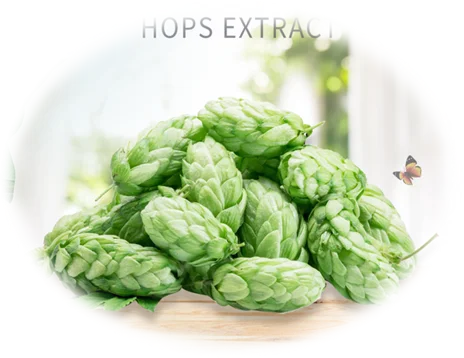 Factory supply Non-alcohol beer flavor Hops extract liquid hops concentrate liquid nonalcoholic beverage alcohol-free drink
