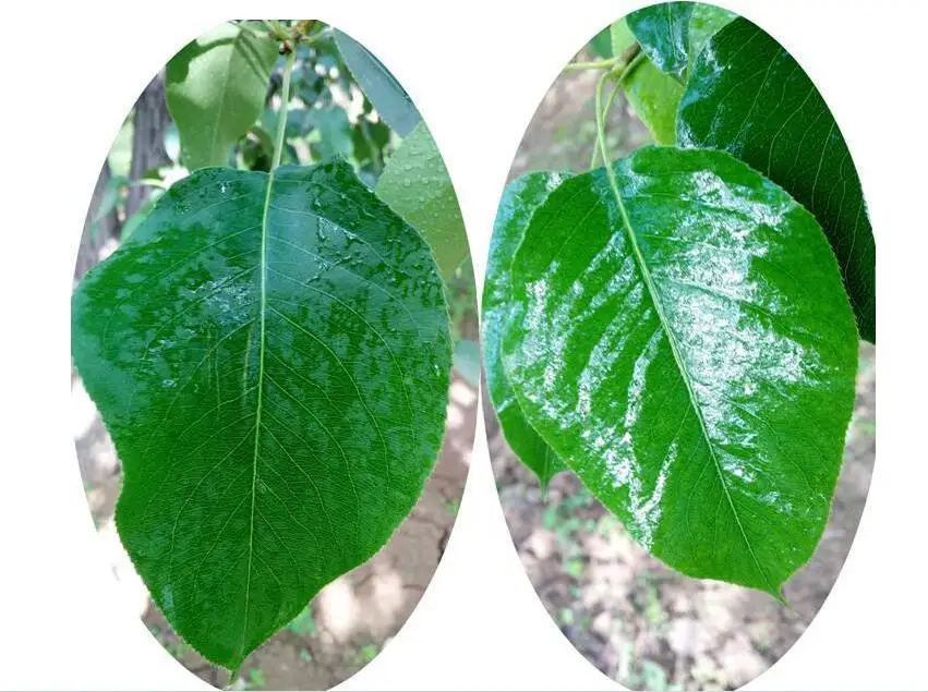 BQ-109 manufacturer Agricultural Silicone Surfactant 200kg liquid Silicone pH 3~10  Agricultural Wetting Agent