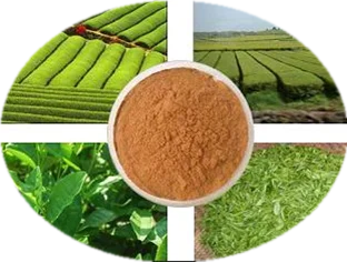 100% Organic Green Tea Extract Powder 20%~98% L-theanine Green Tea Polyphenols HPLC