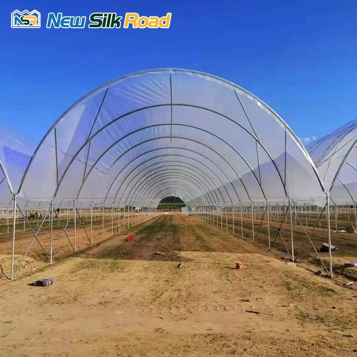 Simple Multi-Span Greenhouse for Blueberries Easy-to-Assemble and Hot Dip Galvanized for Agricultural Use on Sale
