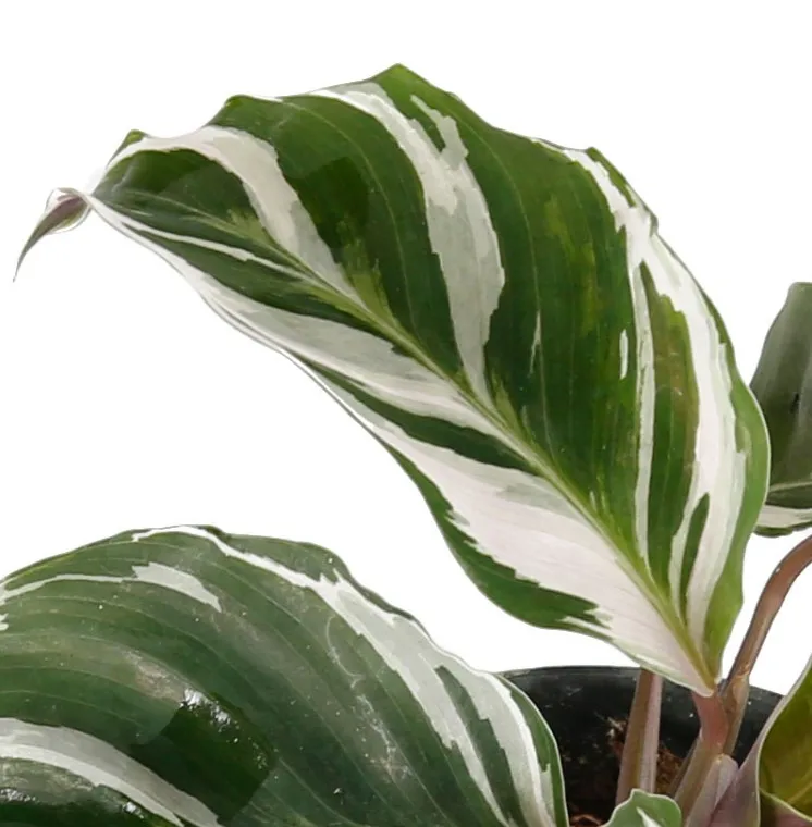 Оптовая продажа белое комнатное Горшечное зеленое растение Calathea Fusion для детской