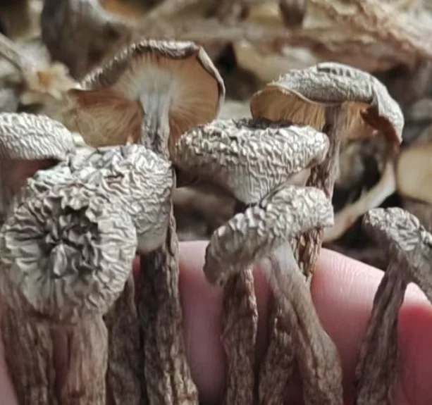 
Premium quality new dried raw loose Lyophyllum decastes mushroom 