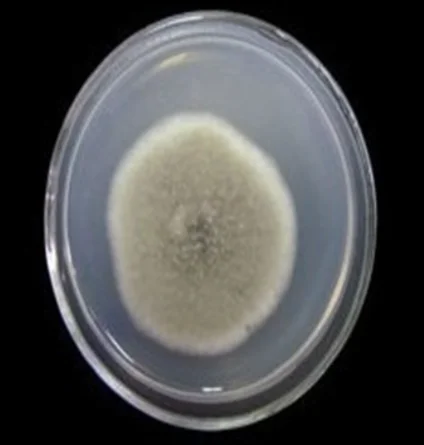 Nitrogen-fixing bacteria Azotobacter brown biological  fertilizer