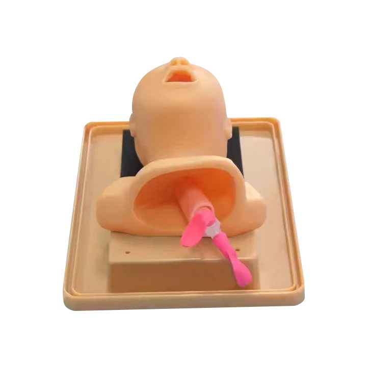 ADA-J2A PVC Anatomical Model Neonate Head for Trachea Intubation Training Nursing and Medical Science Use