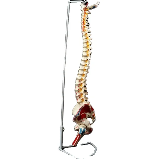 Medical Supplies Plastic Skeleton Human Spine Anatomical Model Hospital Display Model Medical Science Educational Models YL-126C