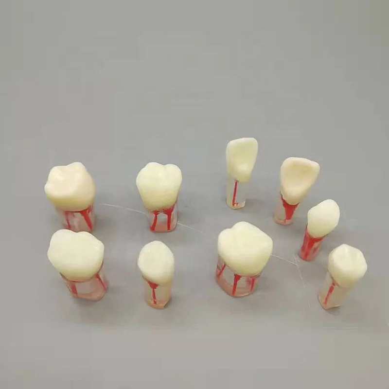 High Quality Resin Manual Dental Colorful Medical Treatment Examination Practice Root Canal Teeth Model