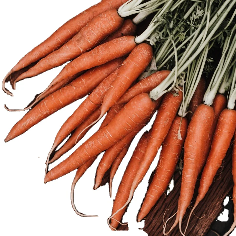 Заводская цена, концентрат бактерий молочной кислоты, сок моркови, 100% чистый без добавок, напиток