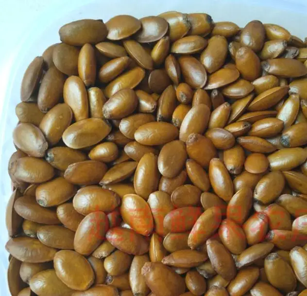 
Pure high germination Annona muricata Linn Graviola Seeds 