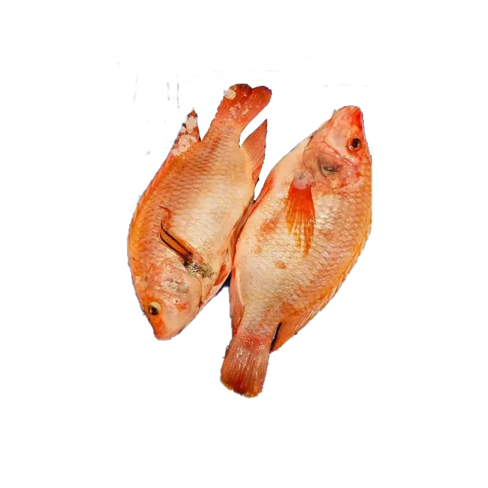 Hot selling high quality whole live frozen red tilapia import and export seafood fish fresh sea fish for sale