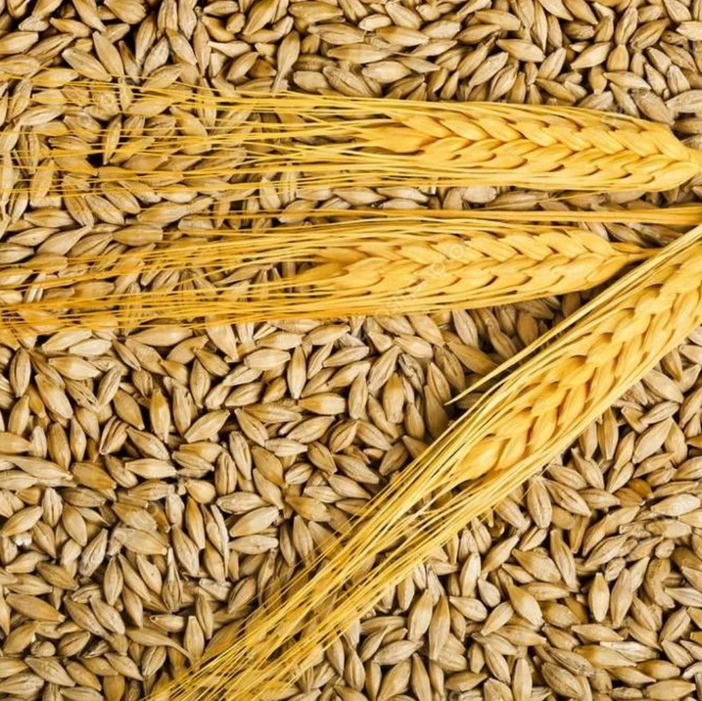Bulk Raw Natural Feed Barley / Barley Grains For Sale