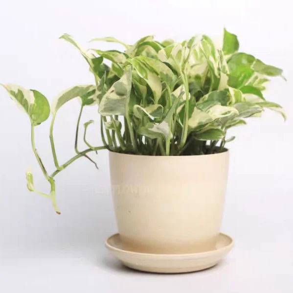 nordic flower pot Bamboo fiber flower pots manufactures biodegradable plant pots wholesale