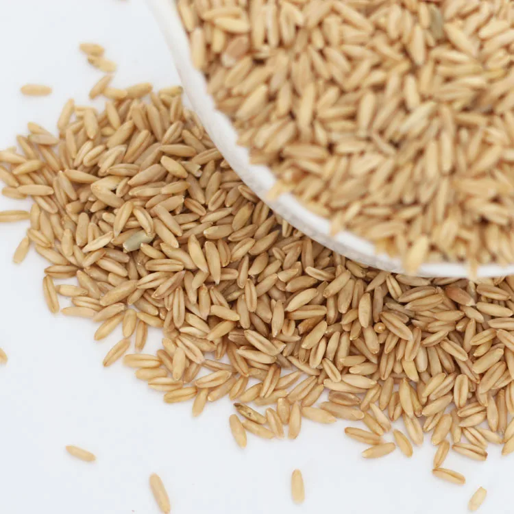 Organic Oat, Barley, Barley, Sorghum Suppliers,Grass grain Seeds, Juicing Sprouting cat grass