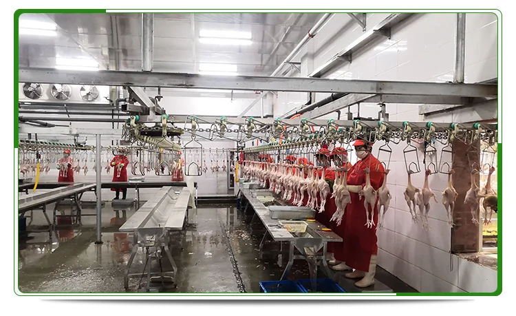 Best price stainless steel complete 1000 bph poultry slaughtering equipment