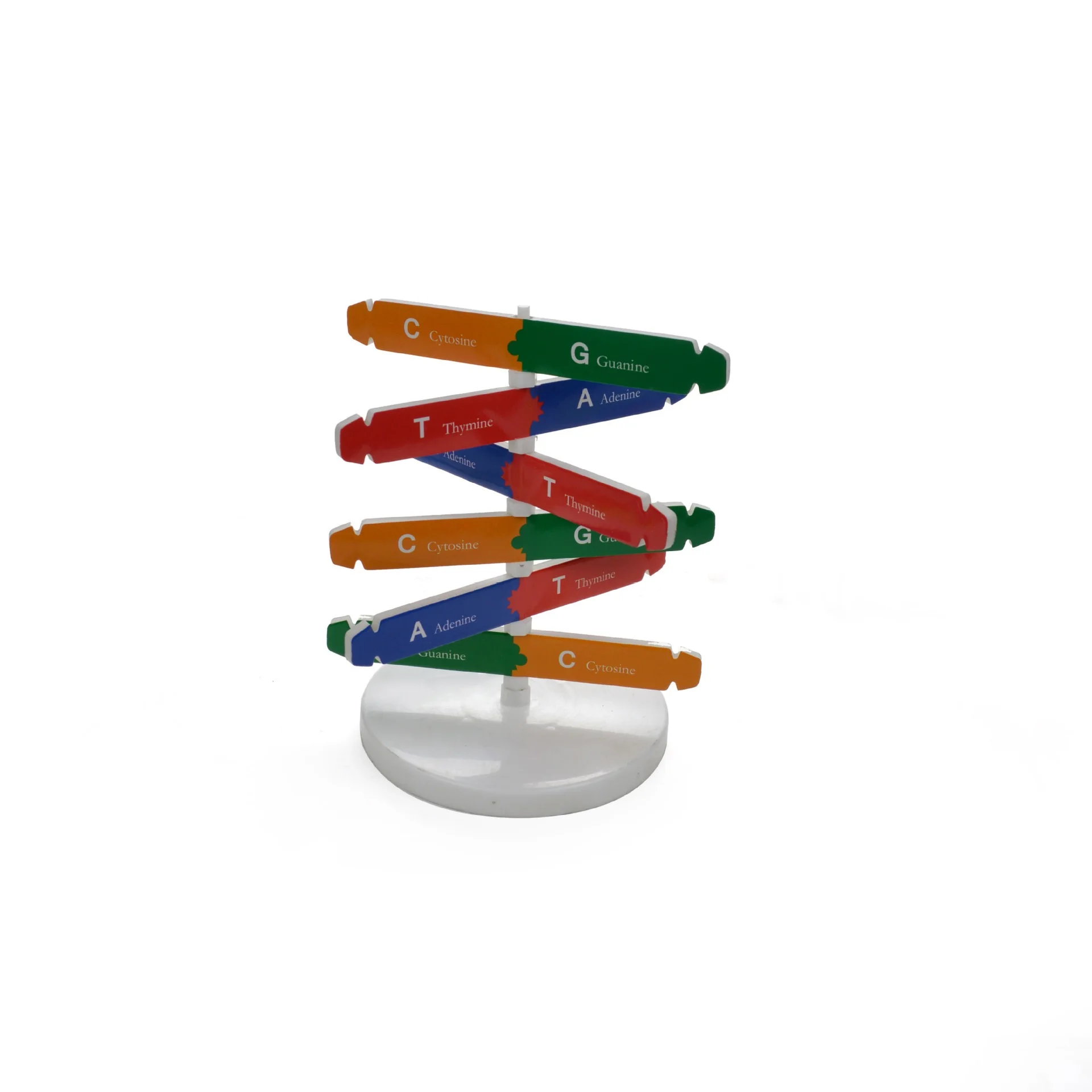 DNA puzzle toy kids learning educational set