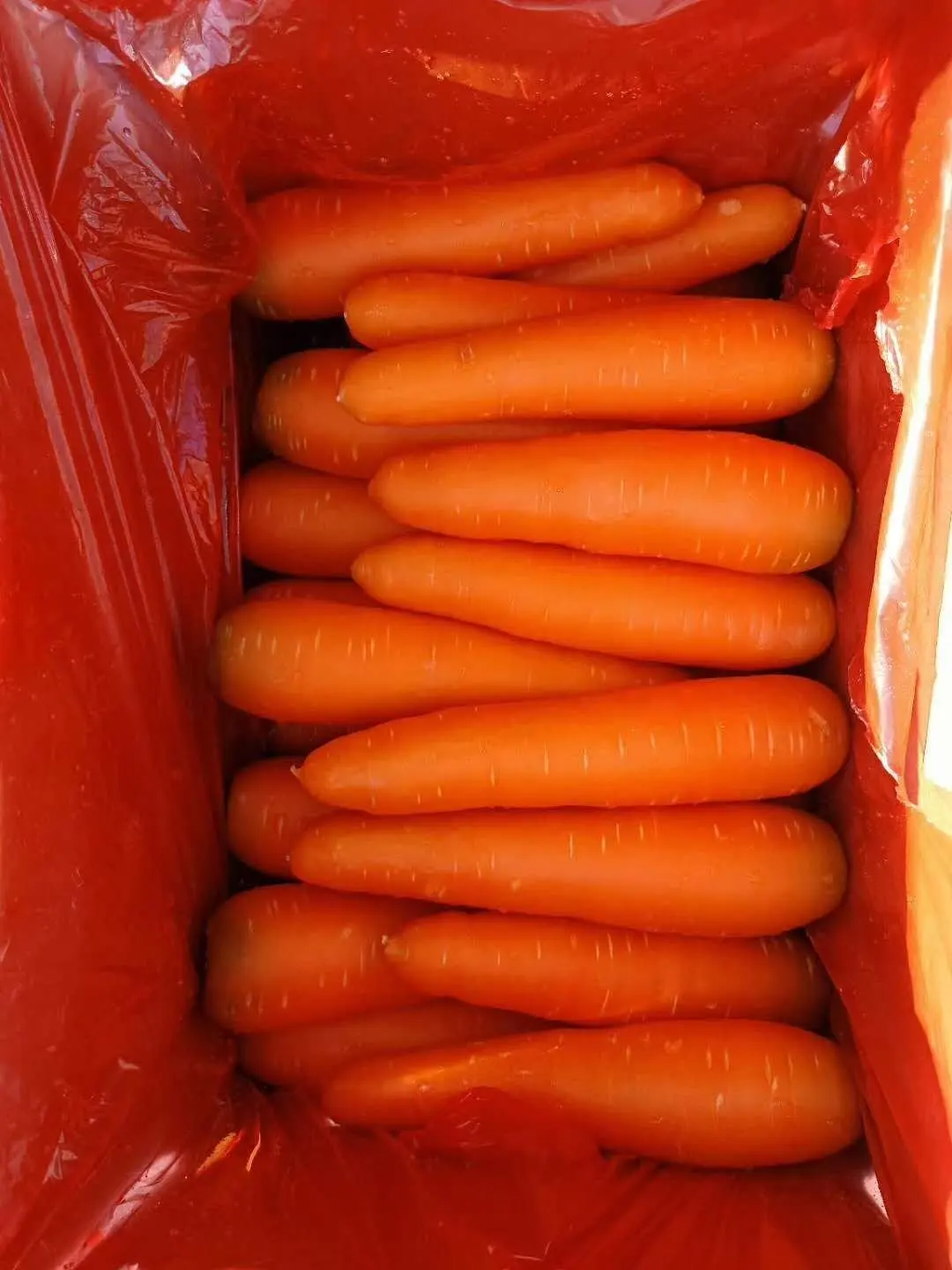 Натуральная свежая морковь лучшего качества и по самой низкой цене от Вьетнама оптом-в наличии