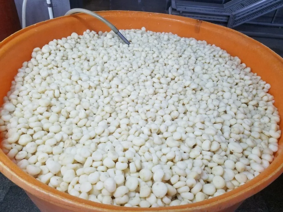 IQF Peeled water chestnut wholes frozen water chestnut for Wholesale with Competitive Price