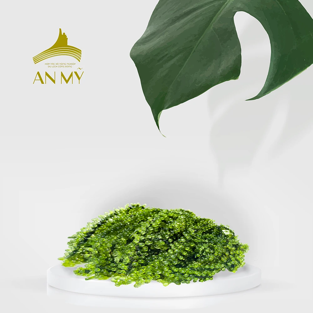 Top Grade Product Organic Green Food Sea Grapes From Viet Nam Dried Seasoned Seaweed