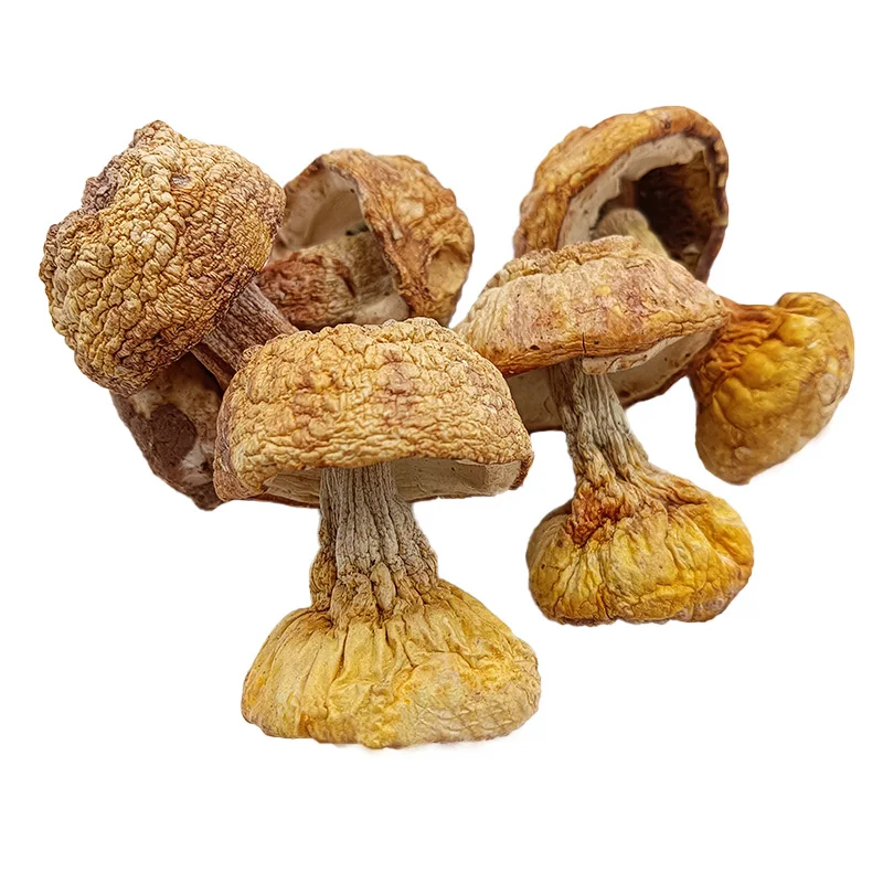 Factory Wholesale Agaricus Blazei Murill Dried Mushroom High Quality Agaricus Blazei Agaricus Blazei Murrill Dried Mushroom