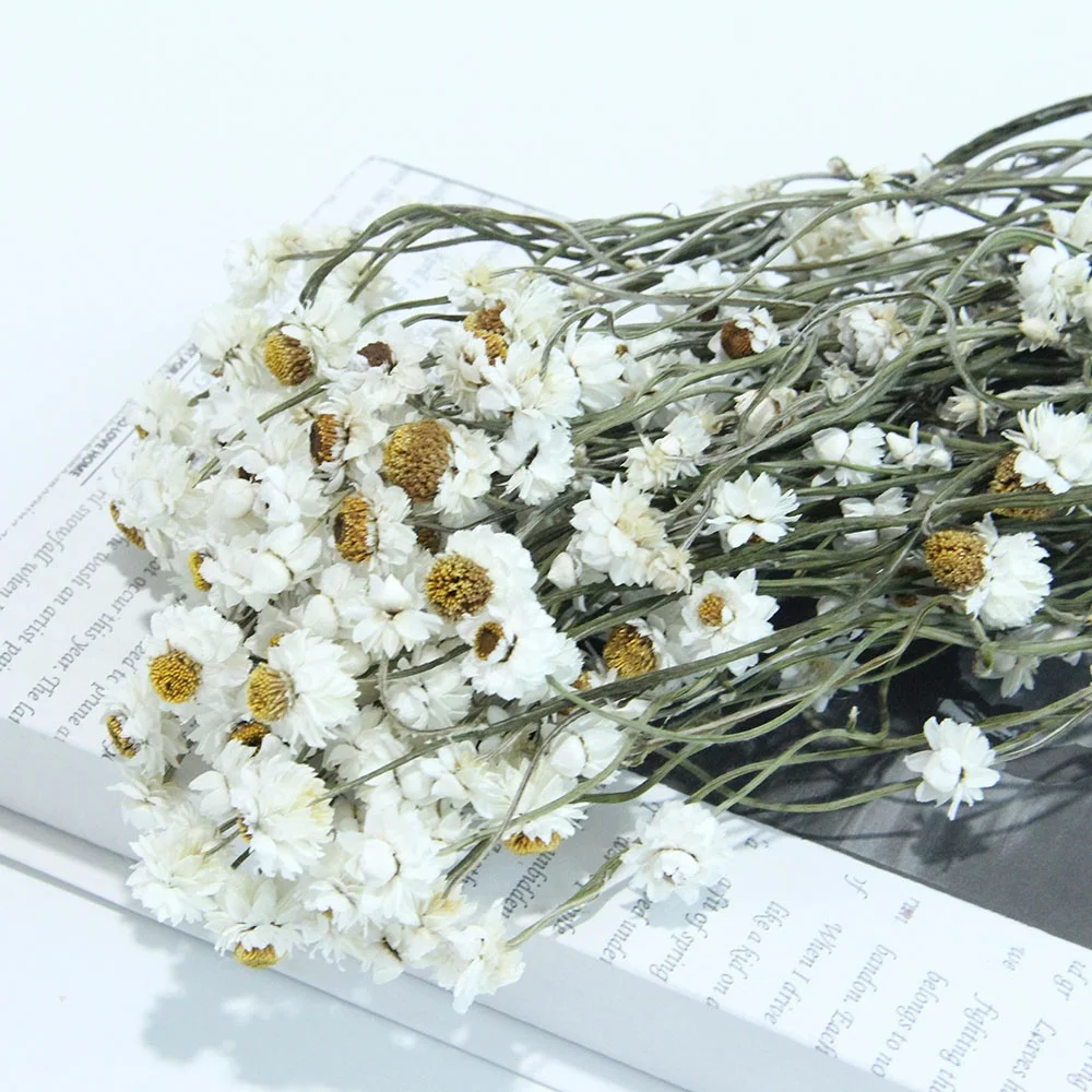 Goods in Stock Spot Goods Fastest Shipping Dried Flowers Silvery Chrysanthemum Rubia for Opening Gift and Flower Shop Display