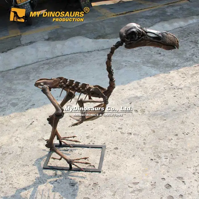 MY DINO AS-049 Educational Prehistoric Animal Dodo Bird Skeleton