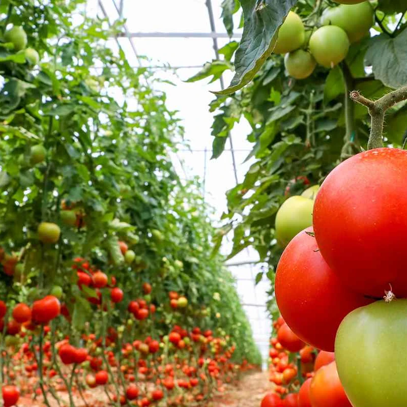 Hydroponic Growing Systems Greenhouse for Tomato