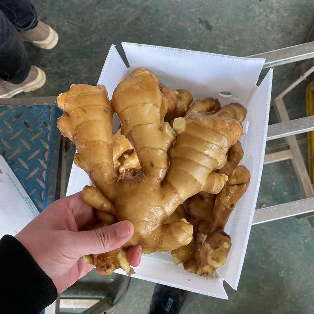China fresh ginger new crop wholesale supplier bulk dried ginger price per ton