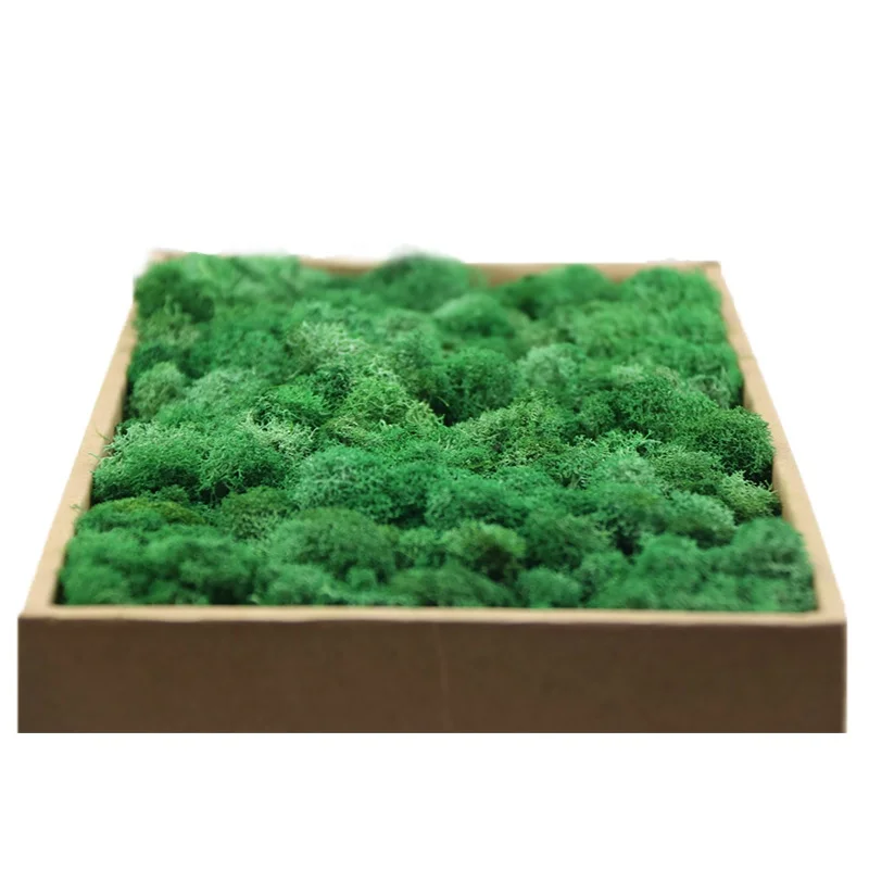 Long Lasting Home Decoration Real Preserved Moss for Wall Decor