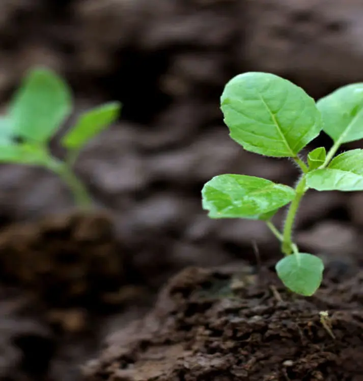 Soil Fertilizer Neem Cake Powder for Sales at Lowest Cost with NPK content 5:3:1 Neem Cake Powder and Pellet