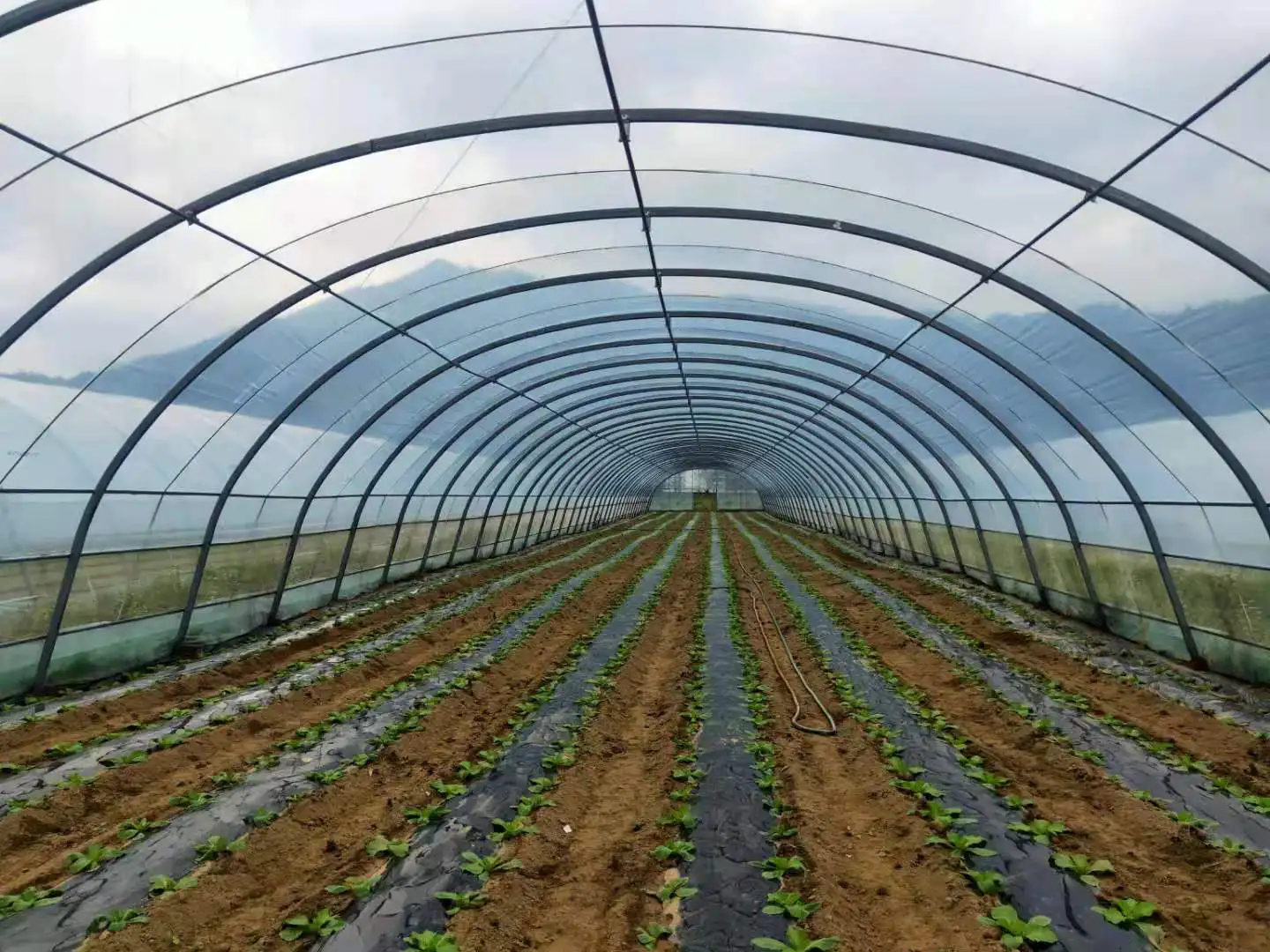 
Clear Plastic Shed Tunnel greenhouse 