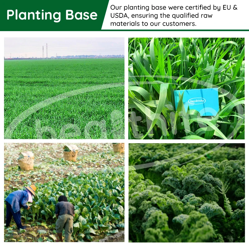 Healthife Supplements Super Food Mixed Greens Powder