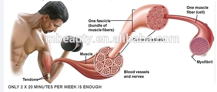 ems training equipment suits/Xbody/Fitness Equipment/EMS Muscle Stimulator Machine