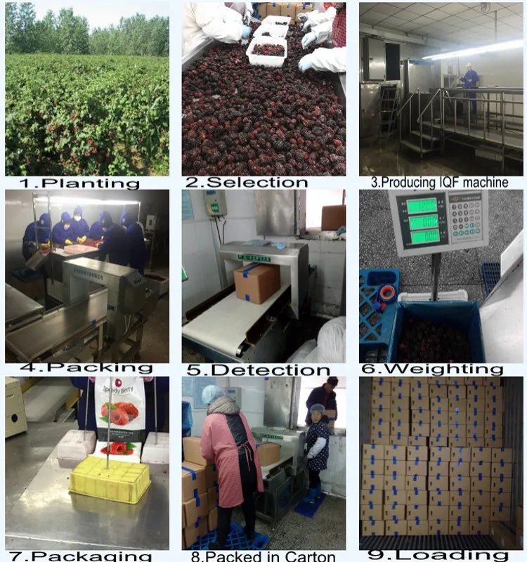 Organic IQF Frozen Blackberries: Bulk Wholesale Pulp From China