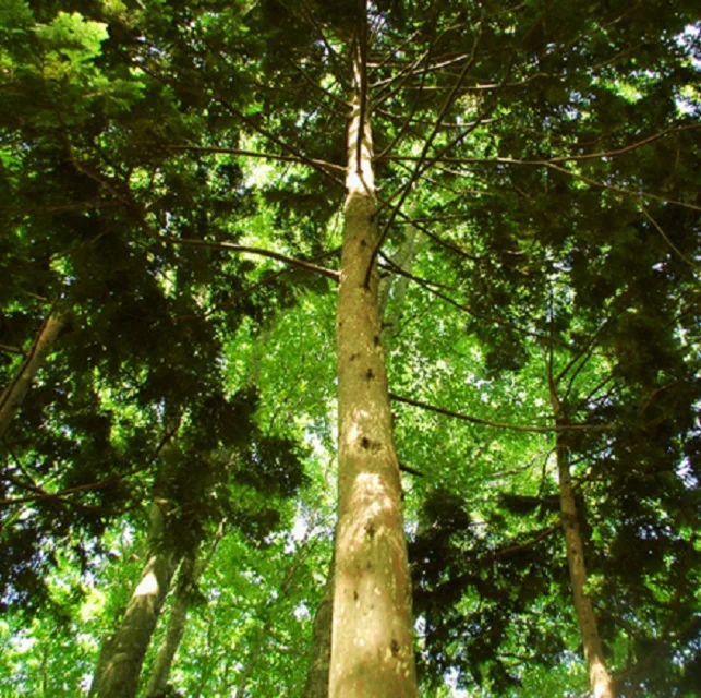 
High quality long-lasting effective natural essential oil for skin care 