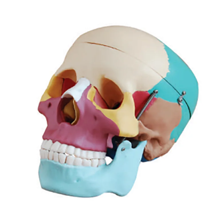 Заводского изготовления, MKR-104C медицинский анатомические модели с цветными костей