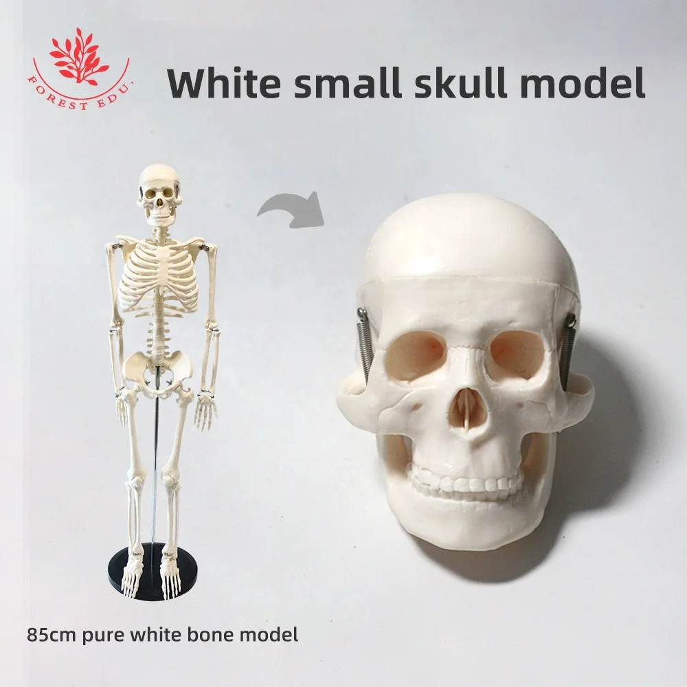 Mini Human Skull Bone Model Medical Science Anatomical Head Bone Medical Skeleton Model
