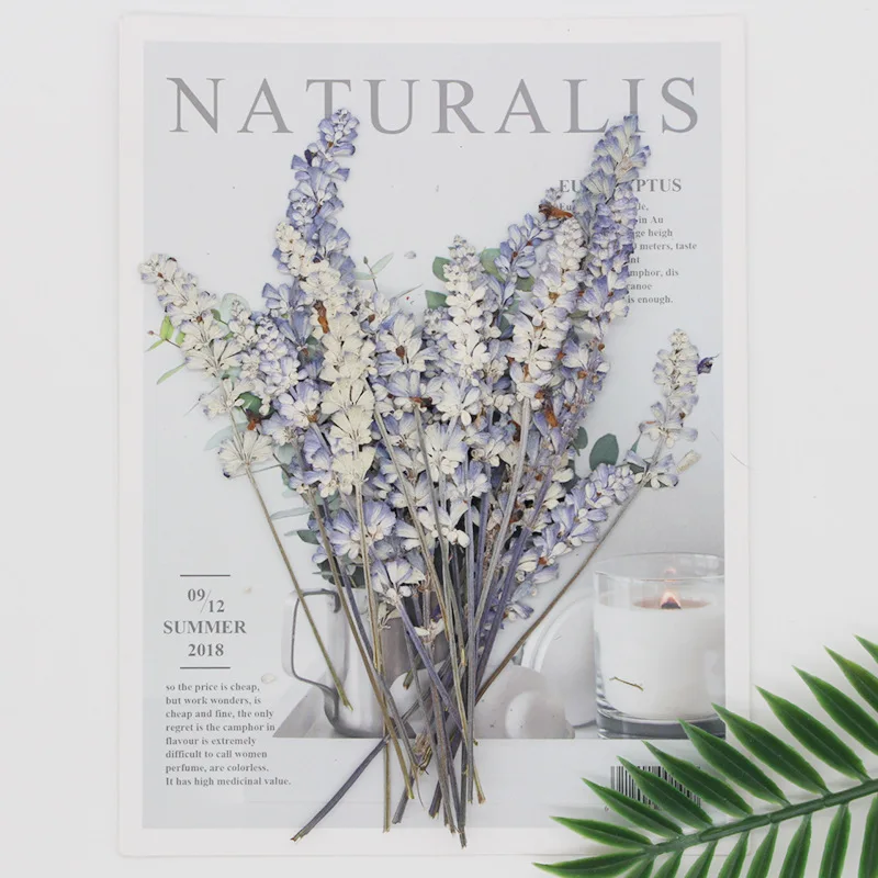 12pcs/pack Purple Dried Pressed Salvia Stem for Epoxy Resin Jewelry Crafts Candle